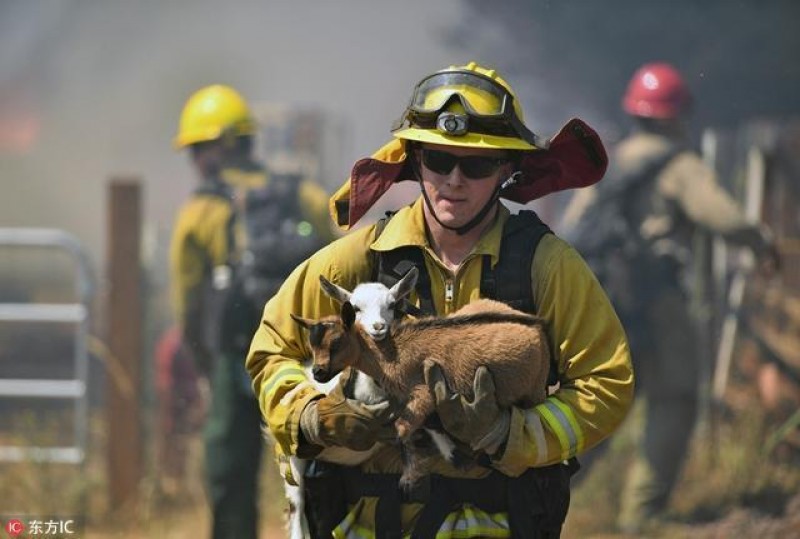 Ngày 14/8/2016, một đám cháy lớn tại California, Mỹ, đã tàn phá rất nhiều nhà cửa công trình, khiến hơn 100 người buộc phải sơ tán. Không chỉ cứu người, anh lính cứu hỏa còn cứu 2 chú dê bị mắc kẹt trong đám cháy.