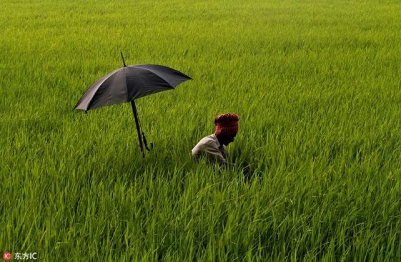 Ngày 5/4/2016, tại Orissa, Ấn Độ, một người nông dân làm cỏ trên cánh đồng, sau lưng ông là một chiếc ô che nắng.