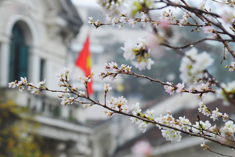 Lễ hội hoa anh đào là hoạt động trong chương trình giao lưu văn hoá Nhật Bản nhằm giới thiệu, quảng bá hình ảnh, nét đẹp văn hoá, đất nước và con người Nhật Bản với người dân Hà Nội.