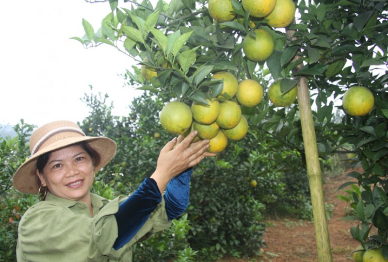 Chị Nguyễn Thị Lữ ở thị trấn Cao Phong là một trong số hàng trăm tỷ phú ở đất cam. Huyện Cao Phong là thị trấn có nhiều tỷ phú trồng cam nhất đất Tây Bắc. 