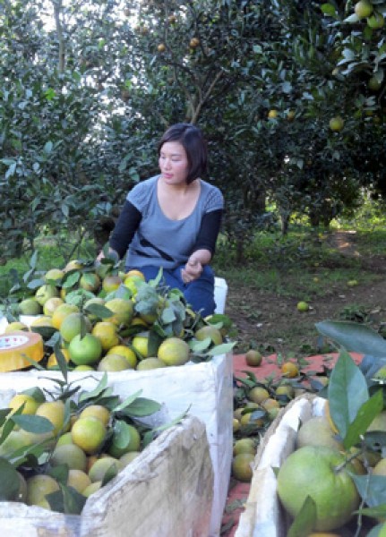 Vụ thu hoạch cam Cao Phong kéo dài khoảng 8 tháng, từ tháng 9 đến tháng 4 năm sau. Với loại cam muộn giá có lúc lên đến 70.000đ/kg, bán tại vườn. 