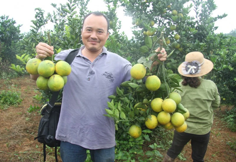 Cuối tháng 9 dương lịch, thủ phủ cam Cao Phong bắt đầu bước vào mùa thu hoạch. Giống cam thu sớm là cam mát, cam lòng vàng. Năm nay, giá cam đầu vụ bán tại vườn giá từ 25 - 30.000đ/1kg. 