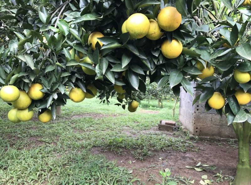 Một cây cam trưởng thành ở Cao Phong cho thu trên 1 tạ cam/mùa, cá biệt có những cây cam cho thu 3 - 4 tạ quả. 