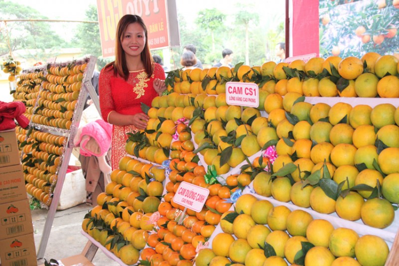 Thủ phủ cam Cao Phong là thị trấn có nhiều tỷ phú nhất đất Tây Bắc. Trồng cam đã và đang mang lại nguồn thu không nhỏ cho người trồng cam ở đất Mường. 