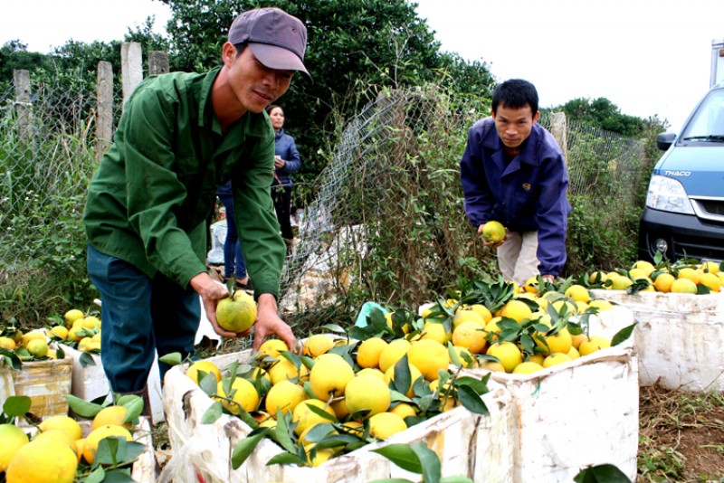Theo anh Nguyễn Văn Thạch, một hộ trồng cam ở Cao Phong, xe ở khắp mọi miền đổ dồn về Cao Phong nhập hàng. Từ đầu mùa đến giờ anh Thạch đã bán được trên chục tấn cam, thu về hơn 300 triệu đồng. 