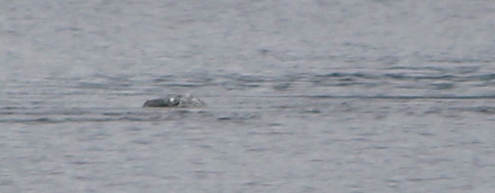 Thợ săn quái vật hồ Loch Ness công bố bức ảnh thủy quái huyền thoại? - Ảnh 3.