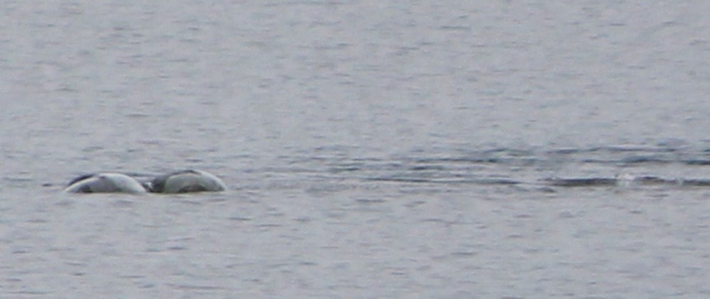 Thợ săn quái vật hồ Loch Ness công bố bức ảnh thủy quái huyền thoại? - Ảnh 4.