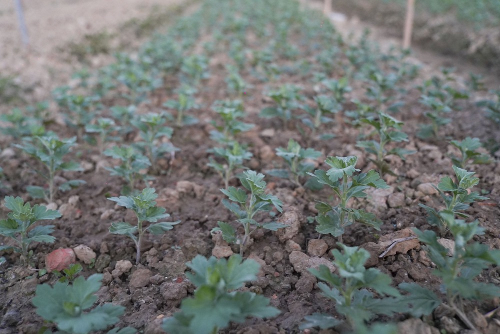 Hồi sinh từ “rốn lũ” Thái Nguyên và bài toán ứng phó thảm họa thiên nhiên khốc liệt- Ảnh 28.