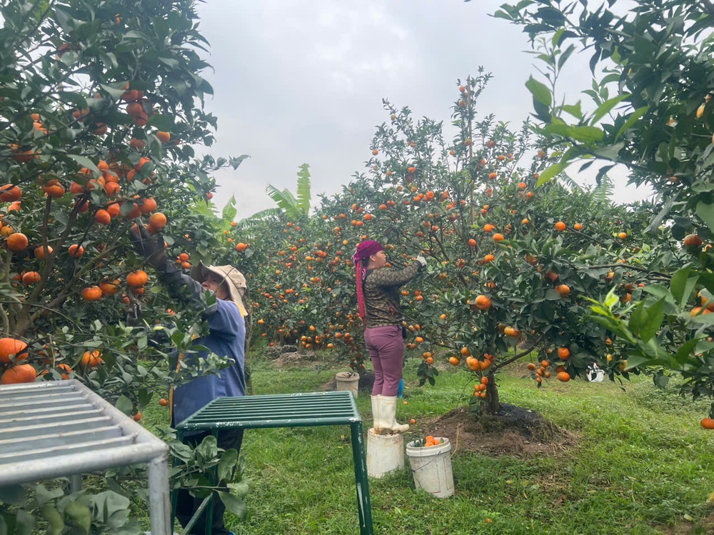 Những mô hình làm nên dấu ấn của Hội LHPN tỉnh Hưng Yên giai đoạn 2021-2025- Ảnh 13. Những mô hình làm nên dấu ấn của Hội LHPN tỉnh Hưng Yên giai đoạn 2021-2025- Ảnh 13.