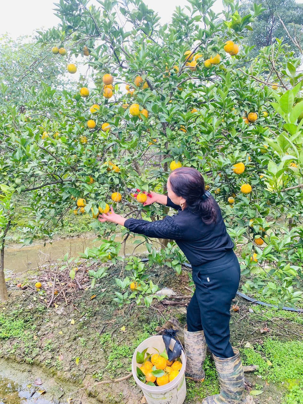 Những mô hình làm nên dấu ấn của Hội LHPN tỉnh Hưng Yên giai đoạn 2021-2025- Ảnh 14. Những mô hình làm nên dấu ấn của Hội LHPN tỉnh Hưng Yên giai đoạn 2021-2025- Ảnh 14.