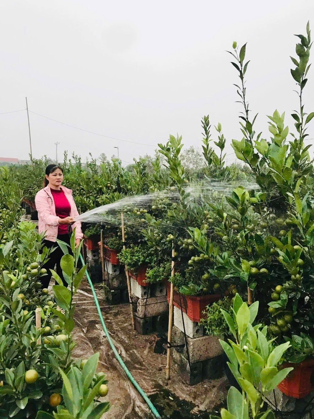 Những mô hình làm nên dấu ấn của Hội LHPN tỉnh Hưng Yên giai đoạn 2021-2025- Ảnh 12. Những mô hình làm nên dấu ấn của Hội LHPN tỉnh Hưng Yên giai đoạn 2021-2025- Ảnh 12.