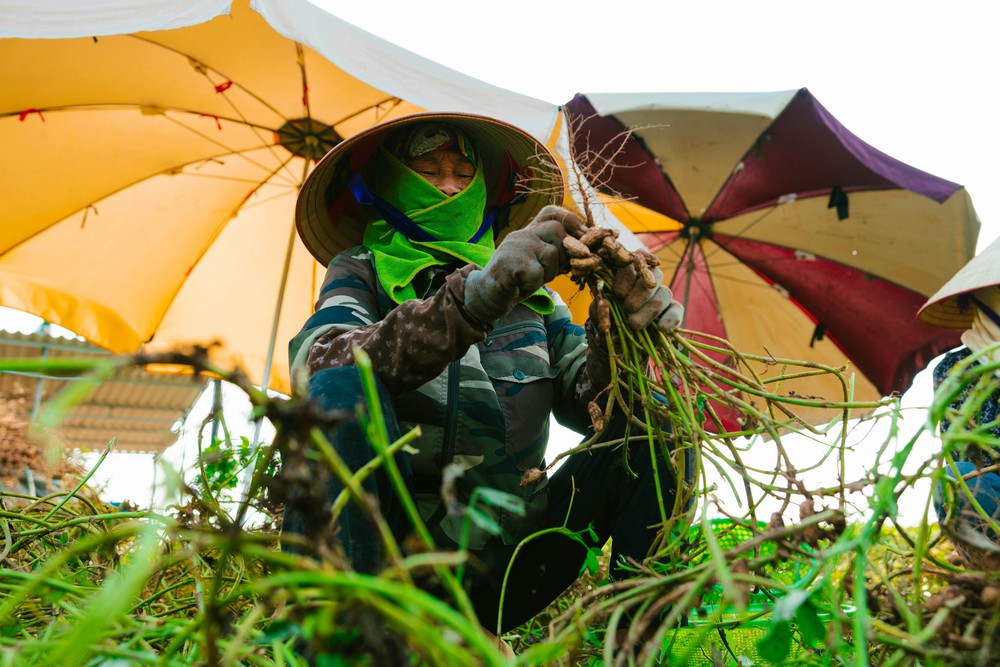 "Hỗ trợ phụ nữ khởi nghiệp" - Bài cuối: Đề án 2415 - Kỳ vọng bứt phá- Ảnh 11.