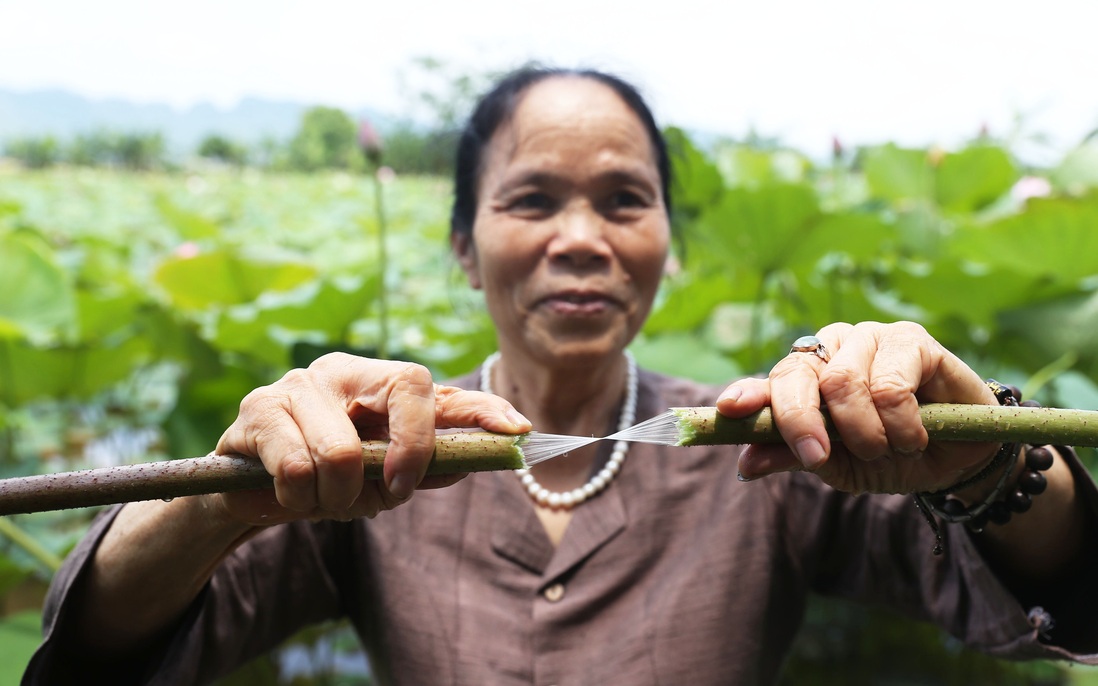 Người Việt Nam đầu tiên bắt sen nhả tơ để dệt thành khăn bán 10 triệu đồng/chiếc