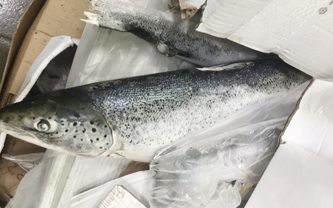Đồng Nai: Phát hiện 2,5 tấn cá hồi nhập khẩu hết hạn sử dụng