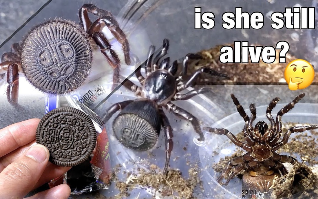Video về con nhện giả dạng bánh quy oreo khiến dân mạng vừa thích thú vừa sợ hãi