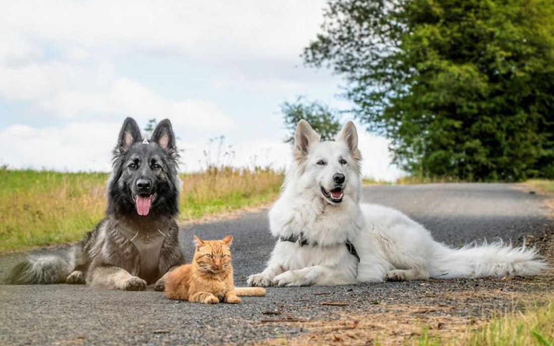 Được cứu sống sau khi bị tai nạn, chú mèo hòa nhập đàn chó lớn và quên luôn mình là mèo