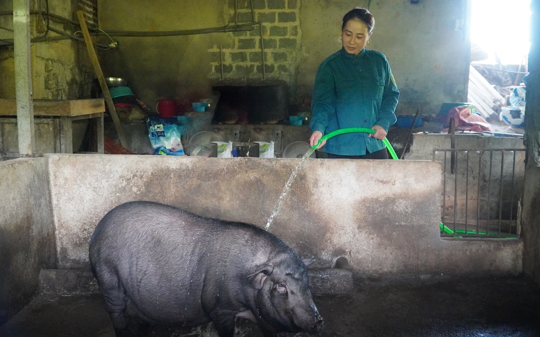 Hà Giang: Giúp hội viên thoát nghèo bằng mô hình “nuôi lợn nái luân chuyển”