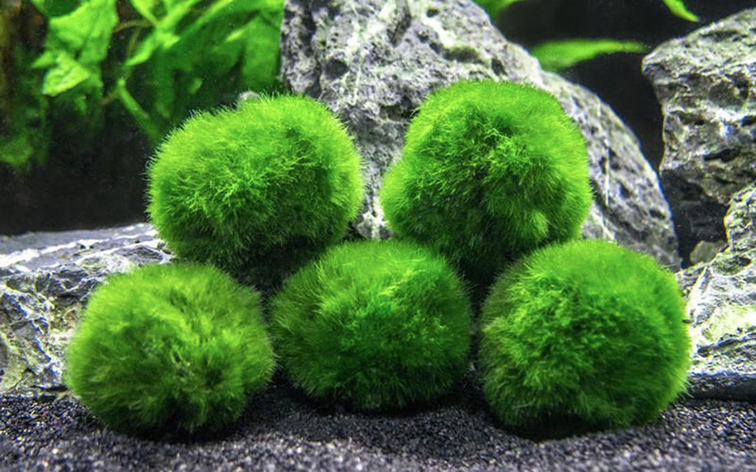 Loại tảo kỳ lạ được người Nhật tôn sùng như báu vật