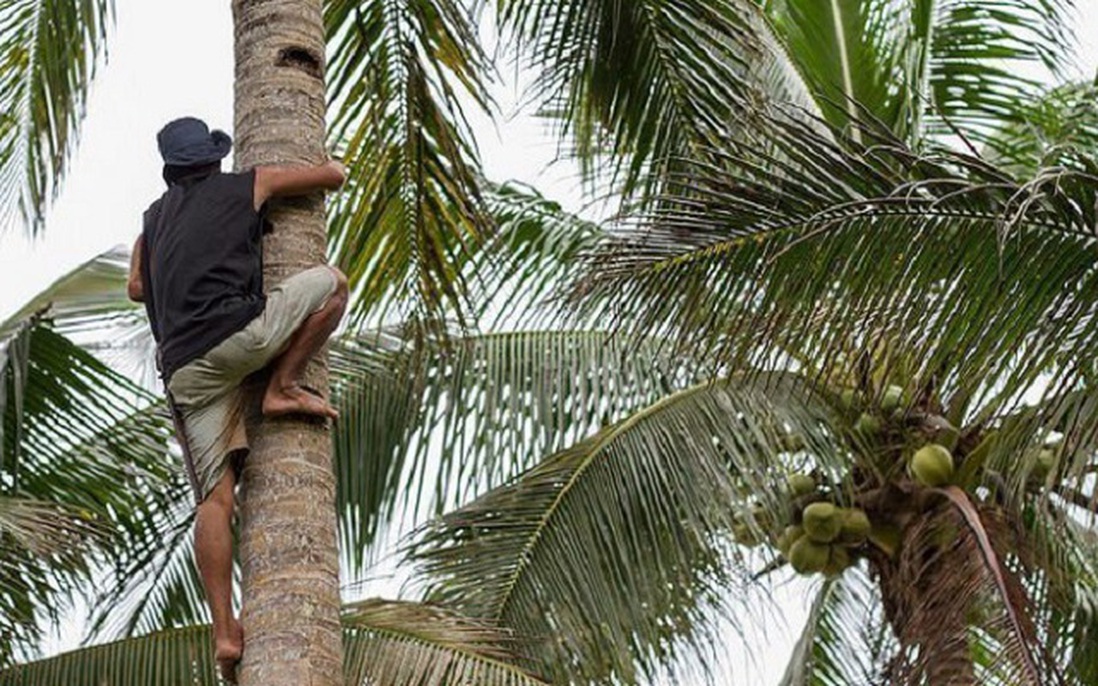 Indonesia cho phép sinh viên gặp khó khăn nộp dừa hoặc nông sản thay học phí