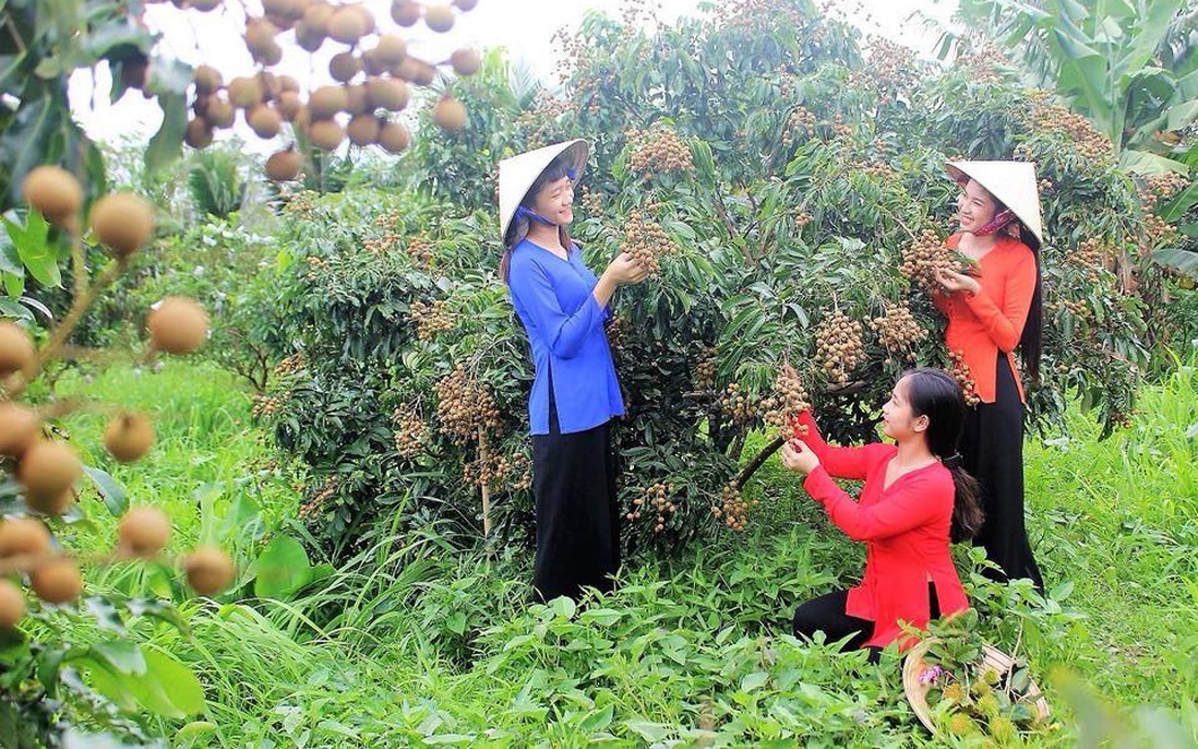 Ngày hội bánh - trái ở Cần Thơ, cơ hội để du khách khám phá nét văn hóa phương Nam