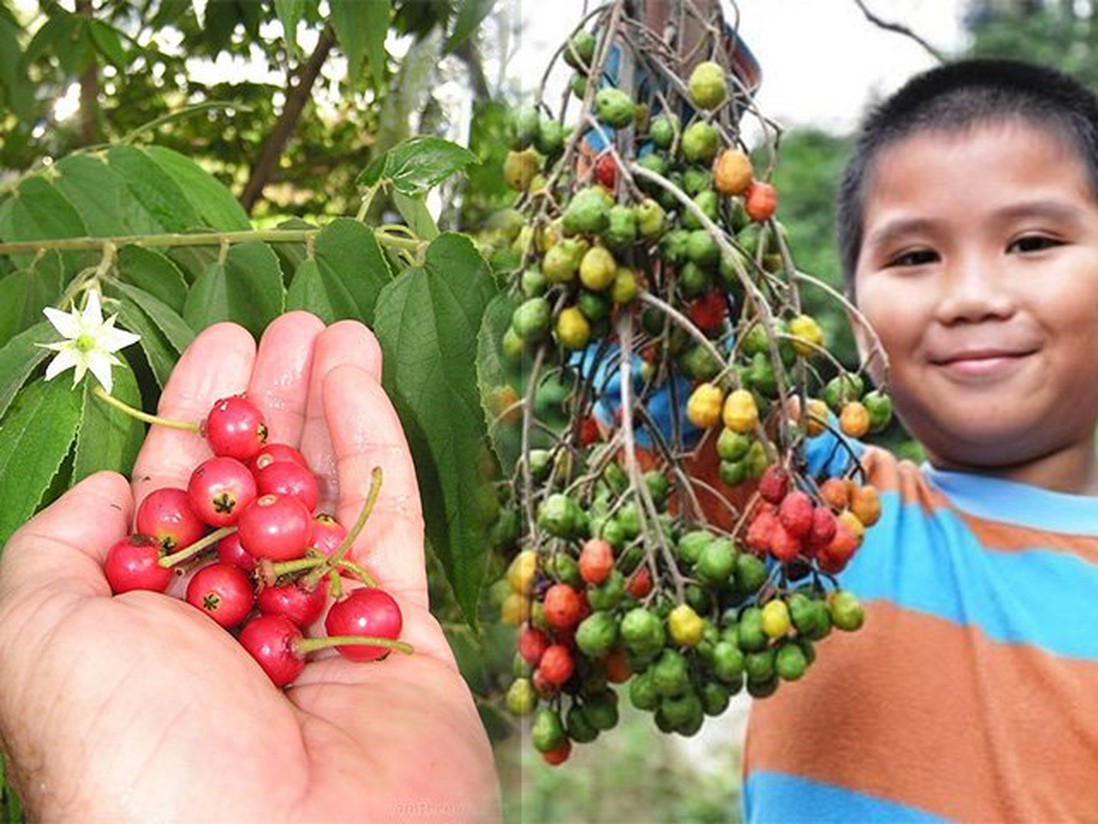 Những loại quả dại mà chỉ cần nếm thử đã thấy cả tuổi thơ ùa về