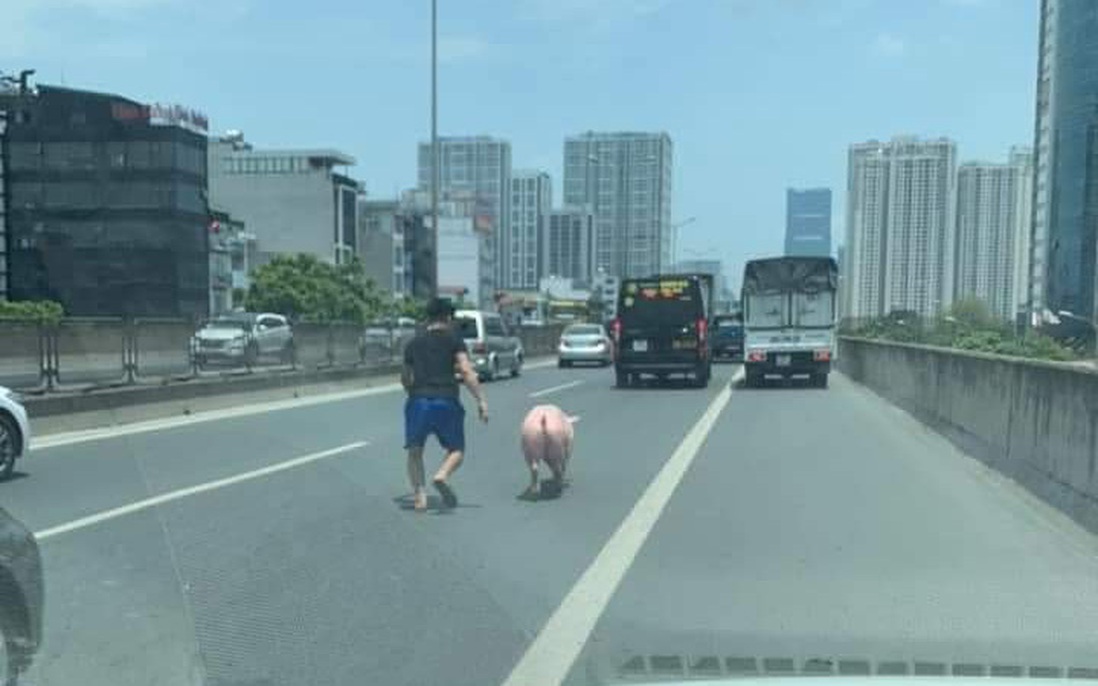 Chú lợn quyết tâm đào tẩu khỏi xe vận chuyển khiến tài xế được phen tập thể dục giữa trời nắng nóng