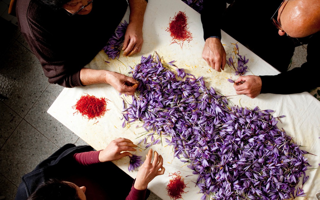 Cận cảnh quá trình thu hoạch saffron - “vàng đỏ" có giá hàng tỷ đồng/kg