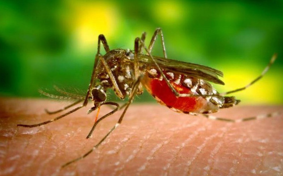 Việt Nam ghi nhận ca nhiễm Zika đầu tiên năm 2020, Bộ Y tế phát cảnh báo khẩn