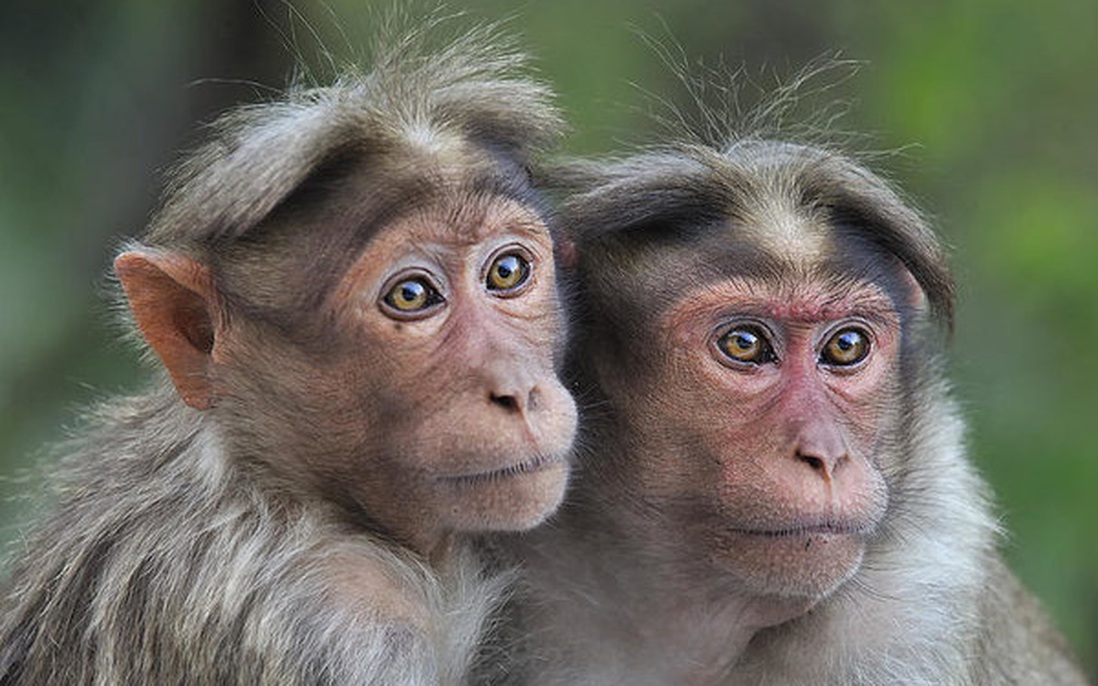 Khỉ Ấn Độ xông vào phòng lab ăn trộm 3 mẫu thí nghiệm Covid-19