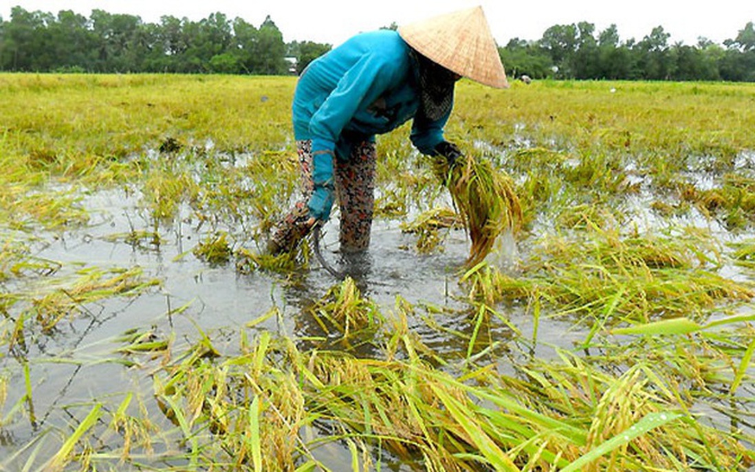 Cấp hơn 1.000 tấn hạt giống cho 2 tỉnh Sơn La, Thừa Thiên - Huế