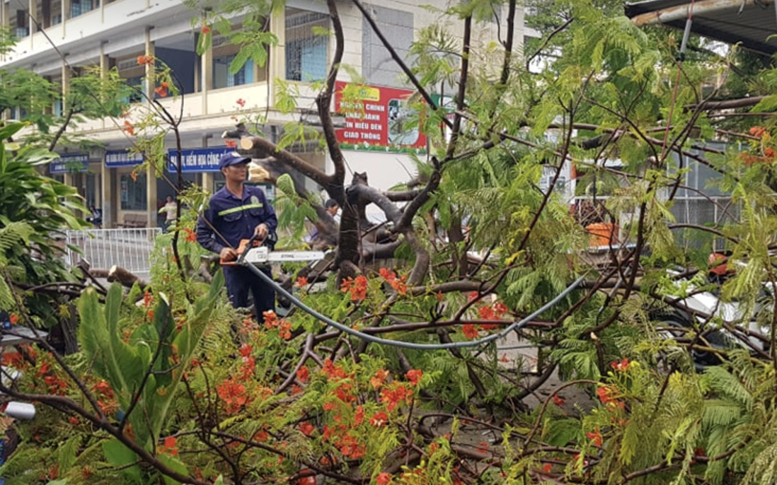 Mưa lớn kèm gió mạnh khiến phượng lại bật gốc, 3 nữ sinh ở Đồng Nai bị đè xây xát