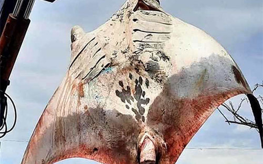 Ngư dân Bình Thuận bắt được “quái vật đại dương” nặng 800 kg