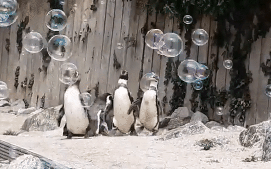 Muốn biết niềm vui thuần khiết là gì, hãy xem chim cánh cụt chơi bong bóng xà phòng