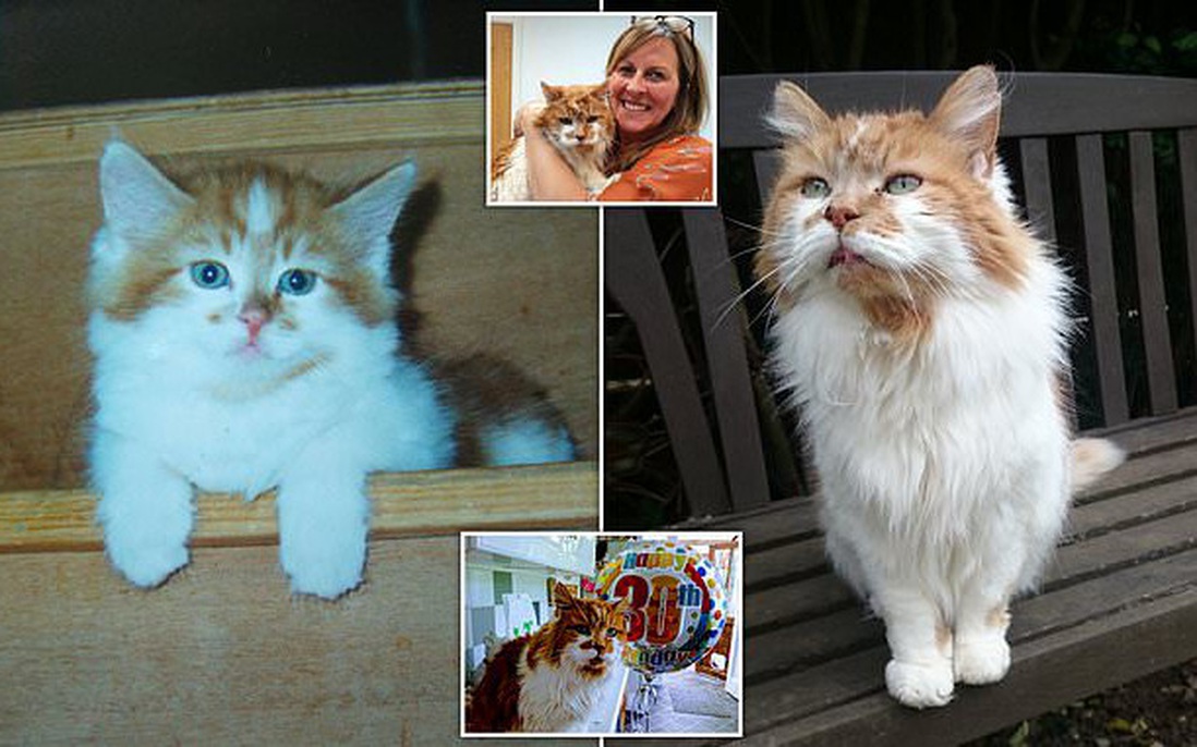 Mèo già nhất thế giới qua đời ở tuổi 31