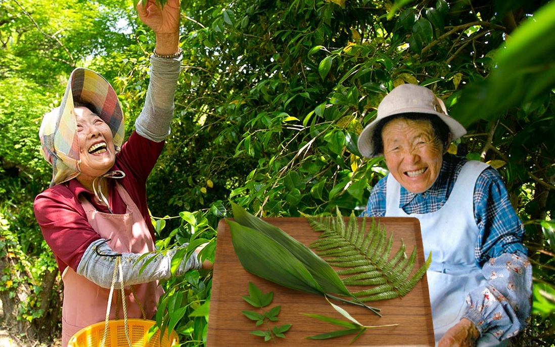 Kỳ lạ nghề hái lá cây giúp "hội chị em cao tuổi" Nhật Bản thu về hơn 50 tỷ đồng/năm!