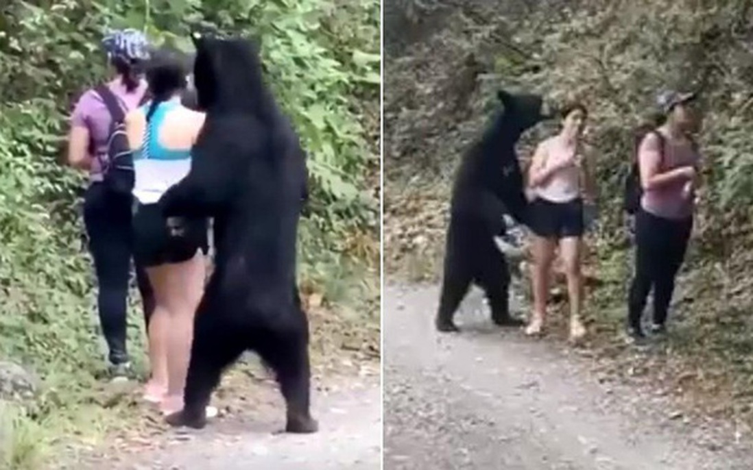 Dân Mexico tức tối vì gấu đen bị thiến sau khi đến gần du khách