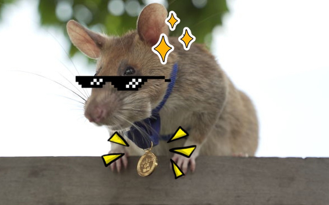 Chú chuột "anh hùng" được trao huy chương dũng cảm vì phát hiện 39 quả mìn, 28 vật chưa nổ 