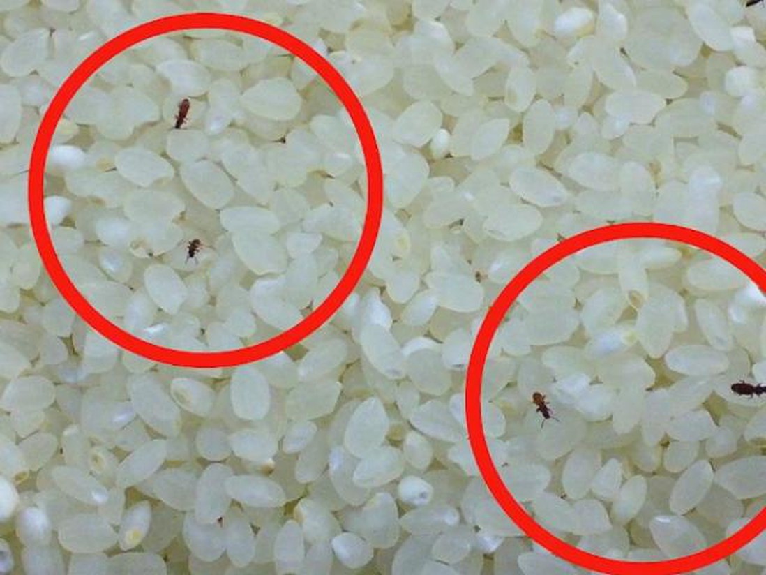 3 mẹo bảo quản gạo để cả năm chẳng sợ mối mọt