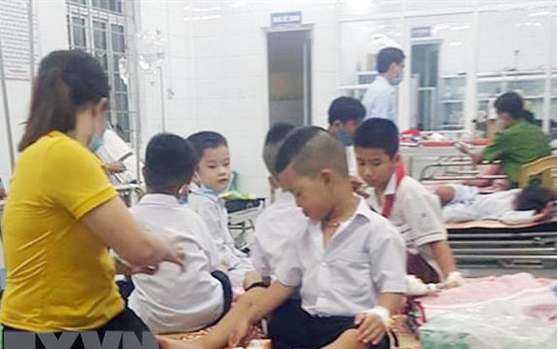 Quảng Trị: 26 học sinh tiểu học bị ong đốt phải nhập viện