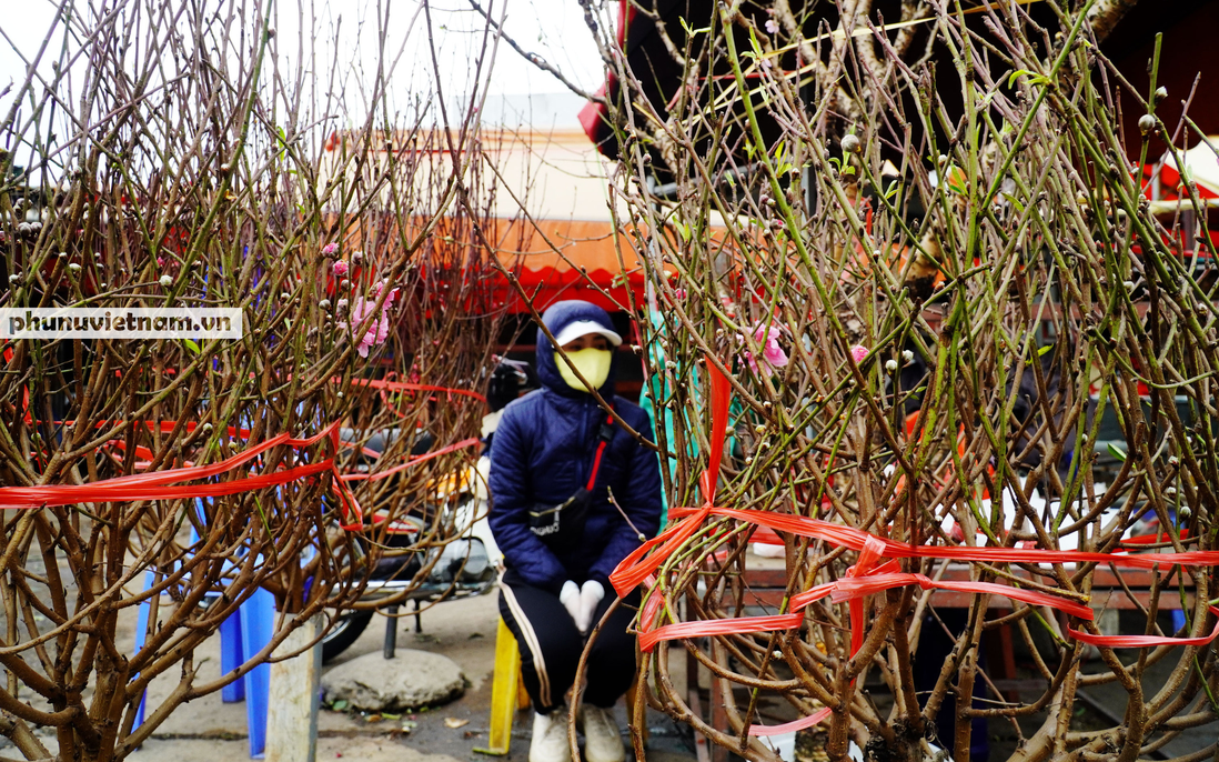 Hoa nở sớm 1 tháng, người trồng đào Nhật Tân phải cắt cành bán trước Tết