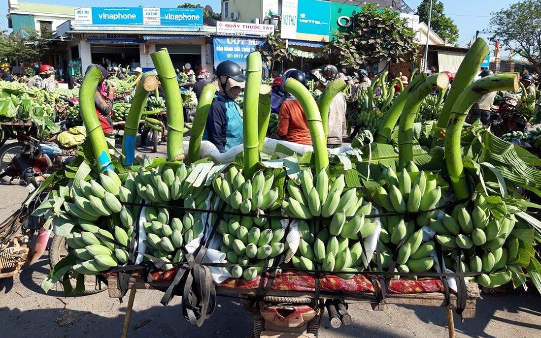 Bỏ 25 triệu đồng mua cả vườn chuối, tiểu thương thắng đậm khi bán dịp Tết