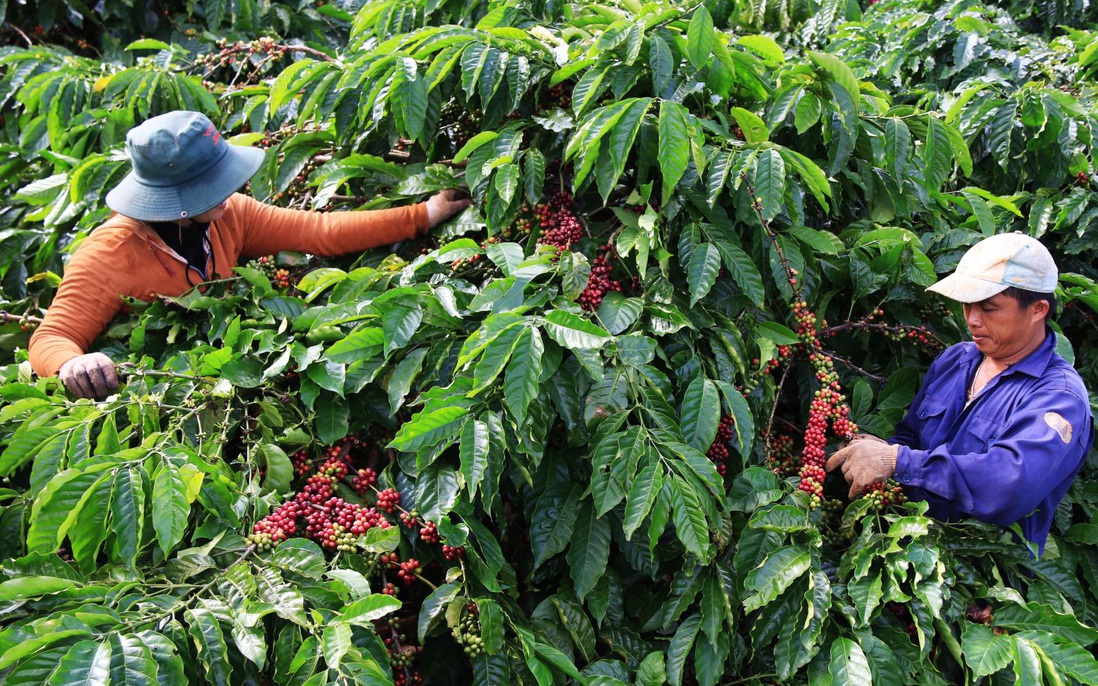 Cà phê Việt Nam đặt mục tiêu xuất khẩu đạt 6 tỷ USD