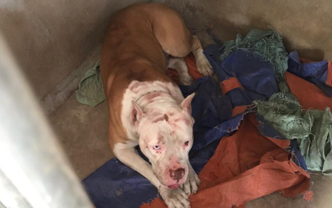 Chó pitbull nặng 40kg của chủ nhà cắn công nhân làm thuê gây thương tích nặng