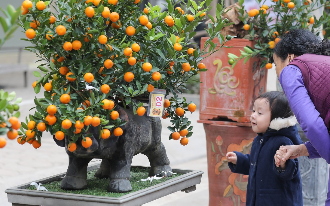 "Trâu cõng quất bonsai" giá tiền triệu vẫn hút khách