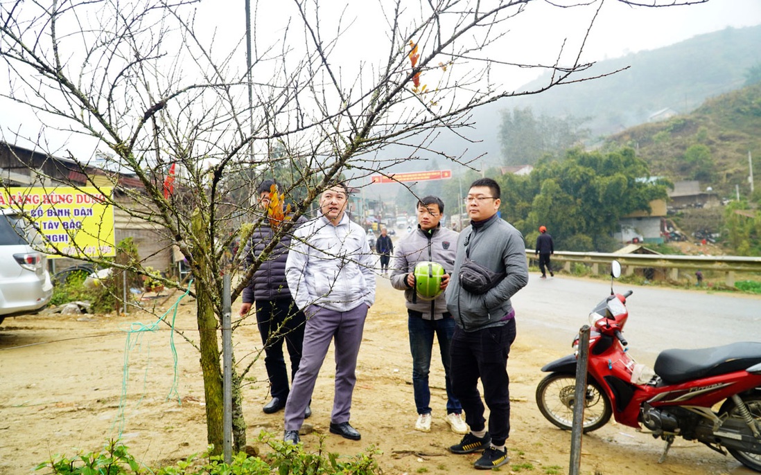 Lào Cai không có đào rừng, việc buôn bán khá sôi động