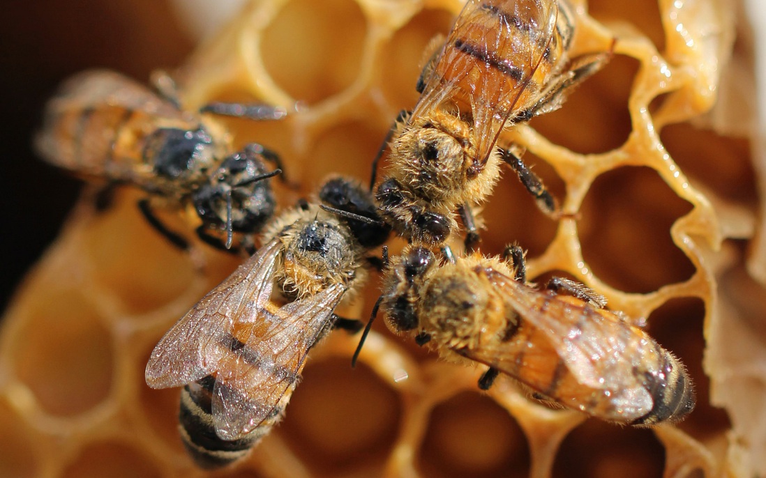 Sắp ra đời mật ong nhân tạo nhiều hương vị khác nhau