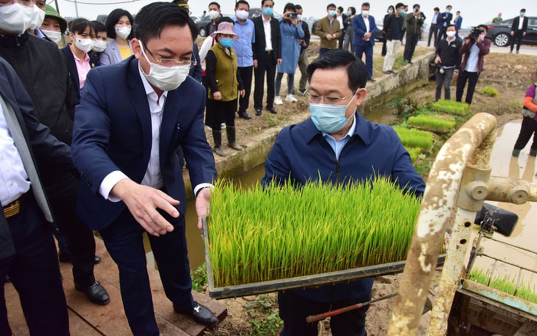 Bí thư và Chủ tịch Hà Nội cùng ra đồng cấy lúa