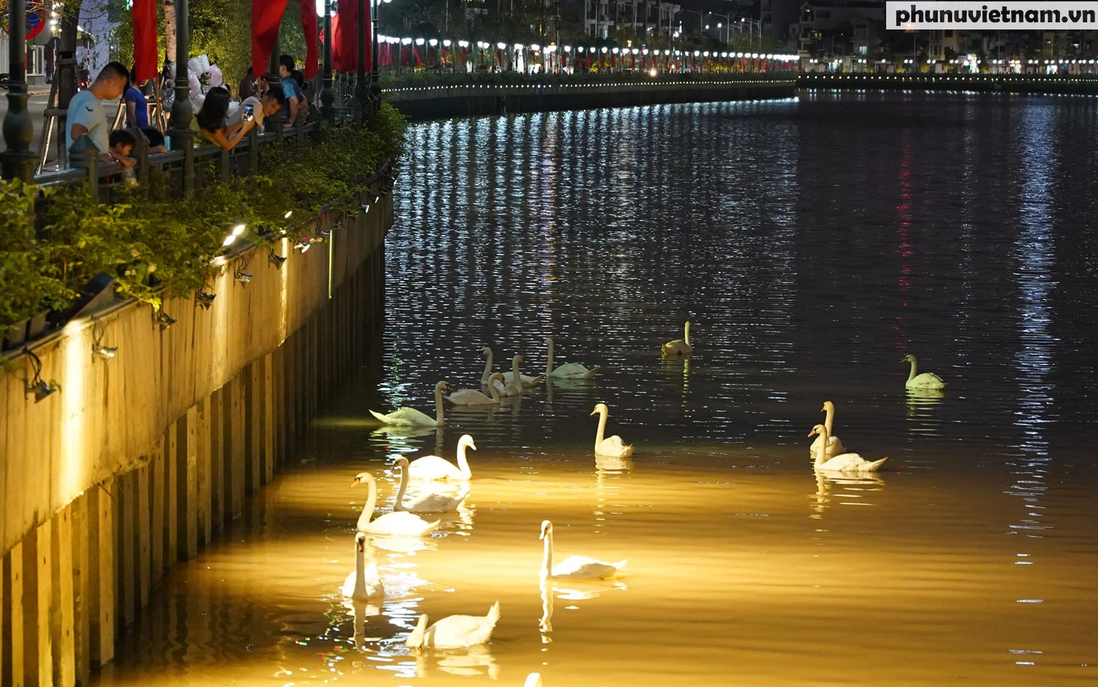 Cả nhà thích thú ngắm nhìn đàn thiên nga tung tăng bơi trong ánh đèn màu ở thành phố Cảng