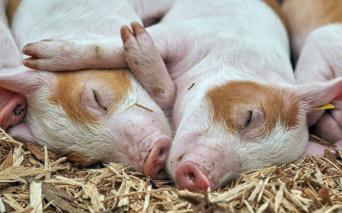 Nghiên cứu chỉ ra lợn và chuột có thể hấp thụ oxy qua hậu môn