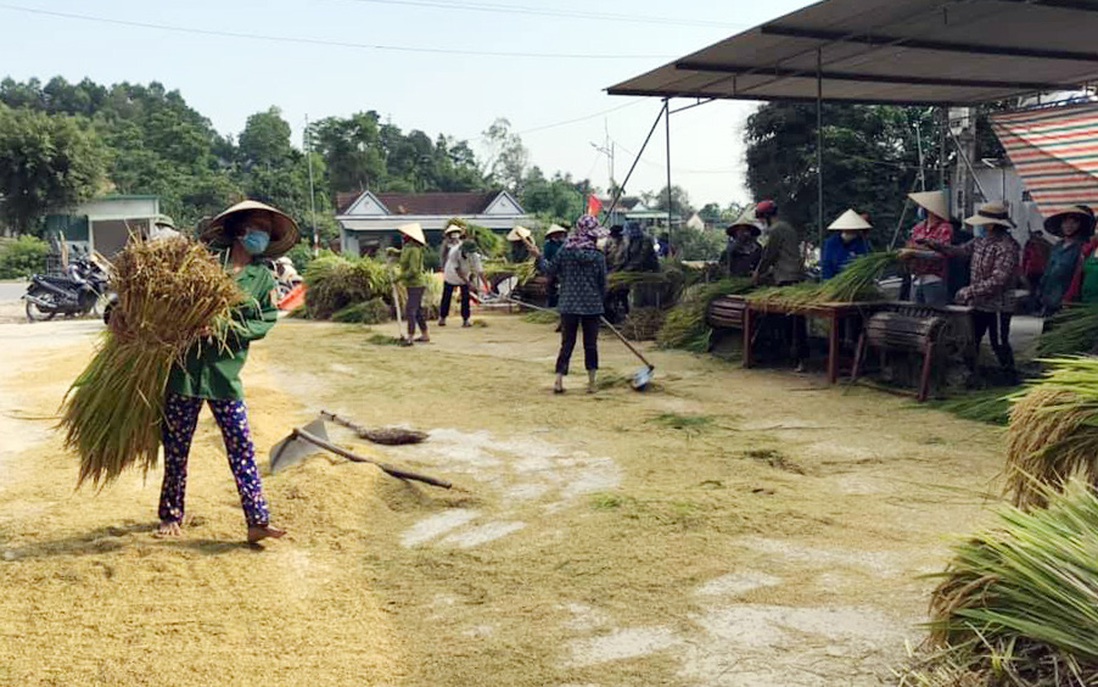 Chị em chung tay gặt lúa giúp gia đình hội viên khó khăn ở Nghệ An